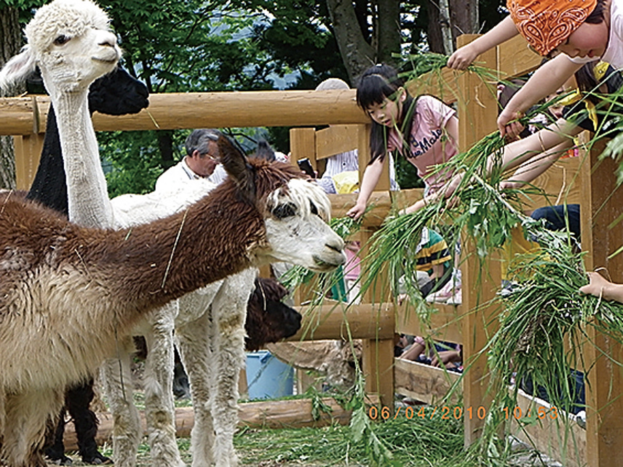 山古志アルパカ村