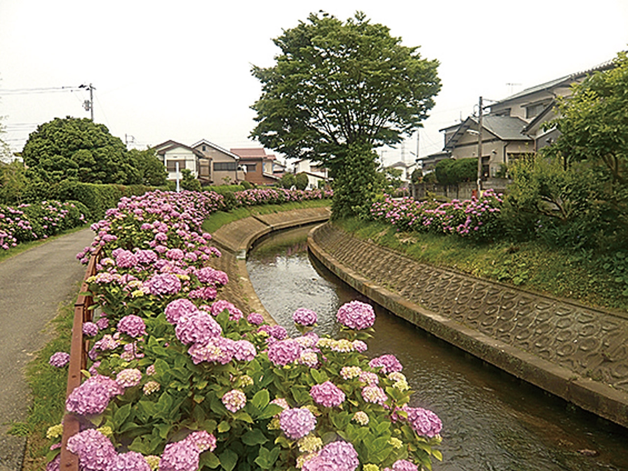 河内川あじさいの会