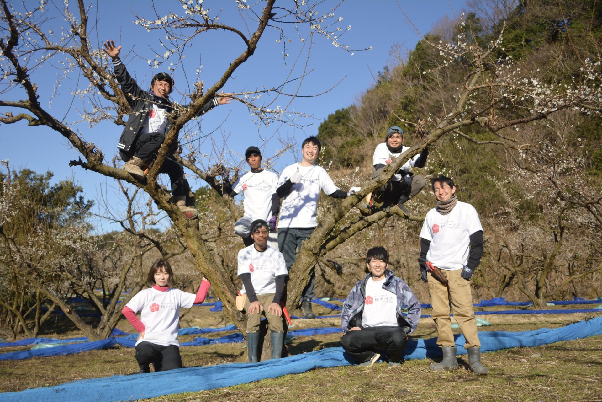 梅ボーイズ